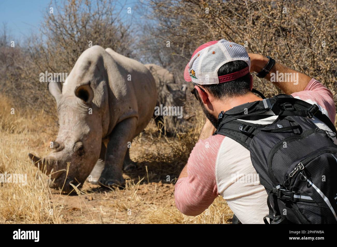 Benedikt macht Fotos. Nambia: DIESE ATEMBERAUBENDEN Bilder zeigen einen Fotografen, der ein Paar junger weißer Nashörner aus nächster Nähe sieht. Ein Bild Stockfoto