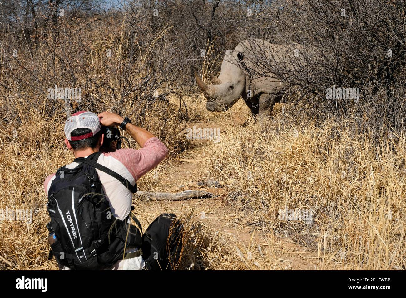 Ich komme näher. Nambia: DIESE ATEMBERAUBENDEN Bilder zeigen einen Fotografen, der ein Paar junger weißer Nashörner aus nächster Nähe sieht. Ein Bild zeigt den Stockfoto