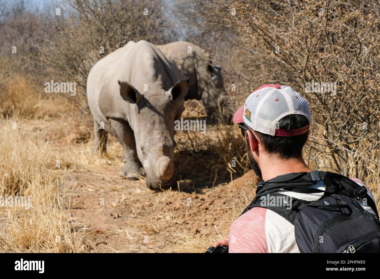 Ich sehe zu. Nambia: DIESE ATEMBERAUBENDEN Bilder zeigen einen Fotografen, der ein Paar junger weißer Nashörner aus nächster Nähe sieht. Ein Bild zeigt den ph-wert Stockfoto