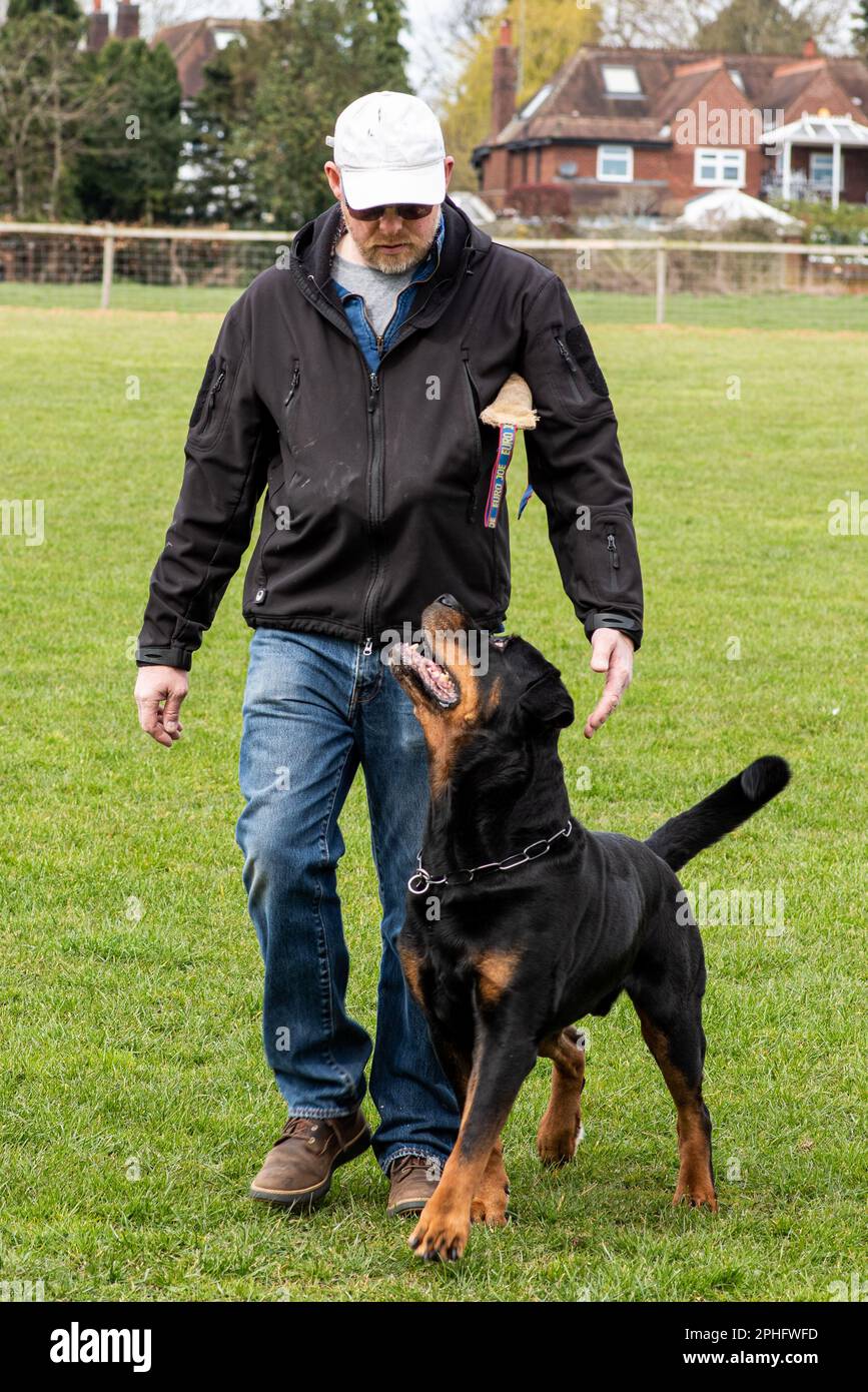Männlicher Rottweiler, der sich voll und ganz um den Handler kümmert Stockfoto