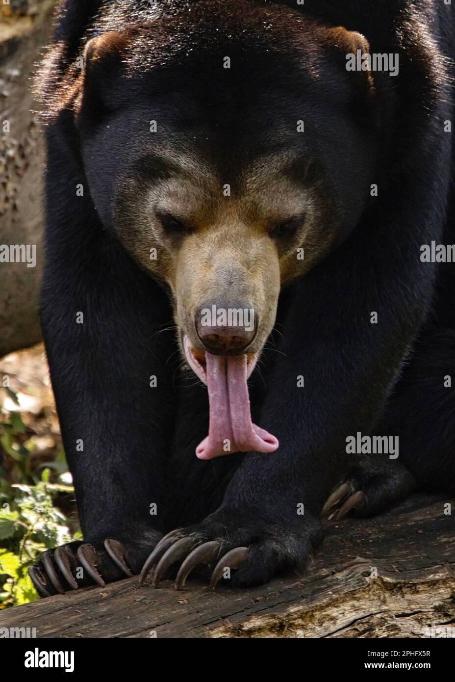 Er sticht seine Zunge heraus. Niederlande: DIESER SONNENBÄR ist vielleicht die kleinste Bärenart der Welt, aber wie diese Himbeerbilder zeigen, macht er mich wieder wett Stockfoto