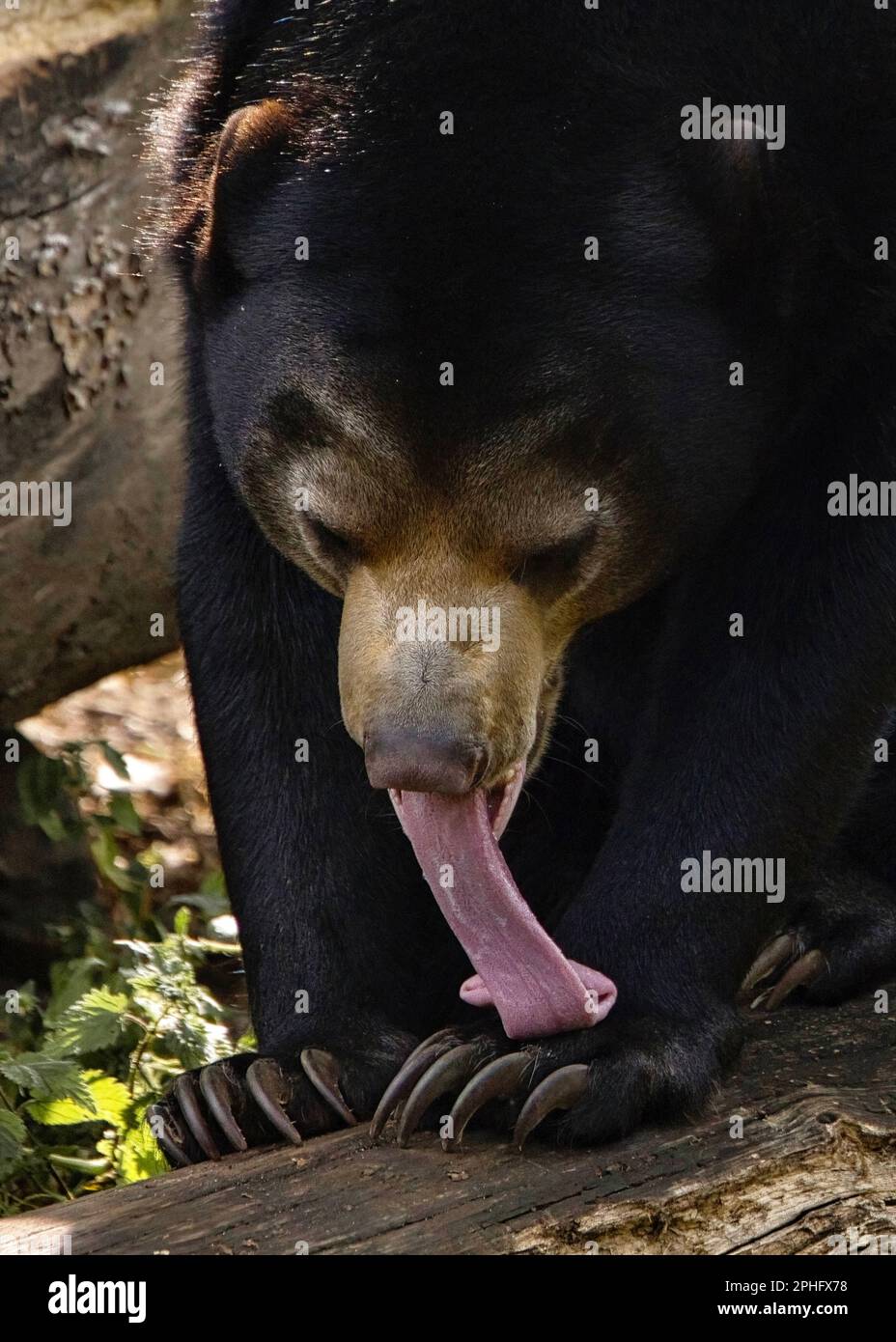 Eine lange Zunge. Niederlande: DIESER SONNENBÄR ist vielleicht die kleinste Bärenart der Welt, aber wie diese Himbeerbilder zeigen, gleicht er seine Dinky s aus Stockfoto