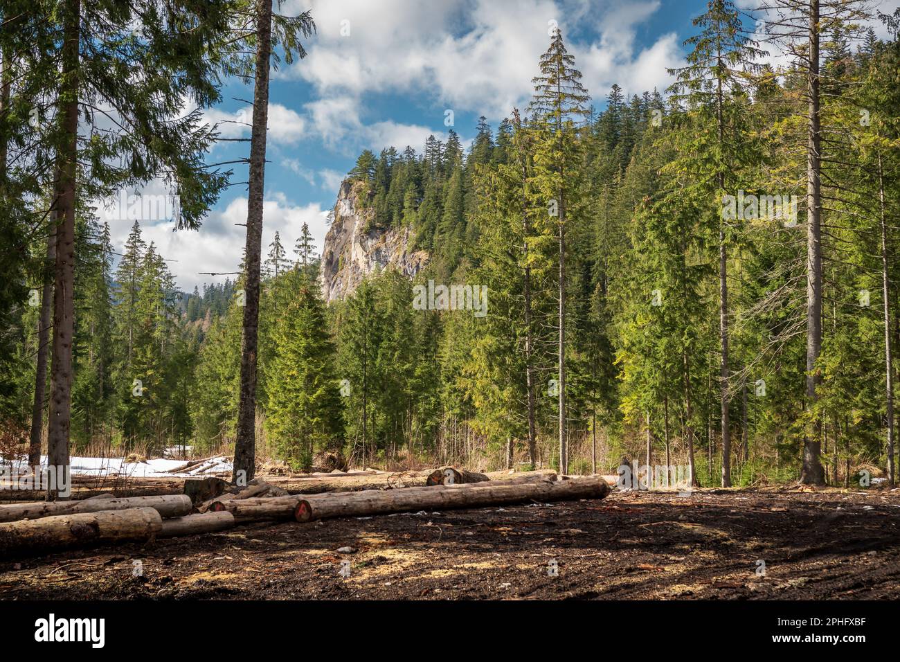 Chochołowska-Tal. Tatra-Gebirge, Polen. Frühling. Baumstämme liegen auf dem Boden. Rock im Hintergrund. Kleine Schneemengen liegen hinten Stockfoto