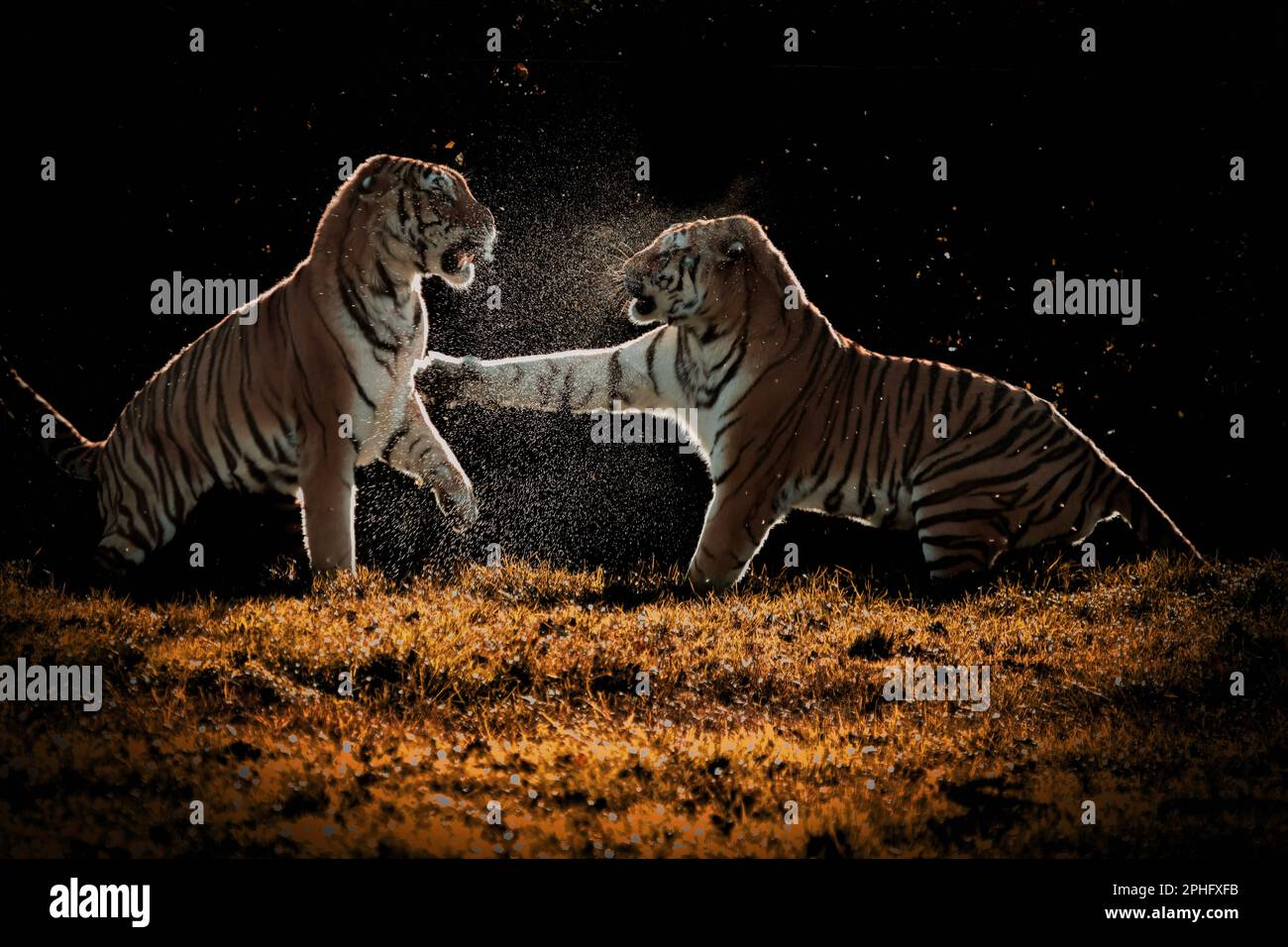 Ich werde wackeln. Italien: DIESE Bilder von PAWSOME zeigen einen bösartigen Tigerkampf, während diese beiden großen Katzen ihn in der Morgensonne auskämpfen. Ein Bild zeigt eine wig Stockfoto