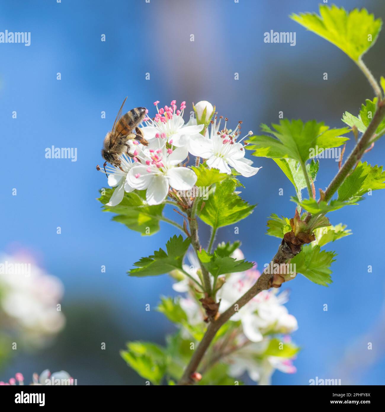 Die quadratische Ernte einer Honigbiene besucht die Blume eines Petersilie-Weissdorns. Stockfoto