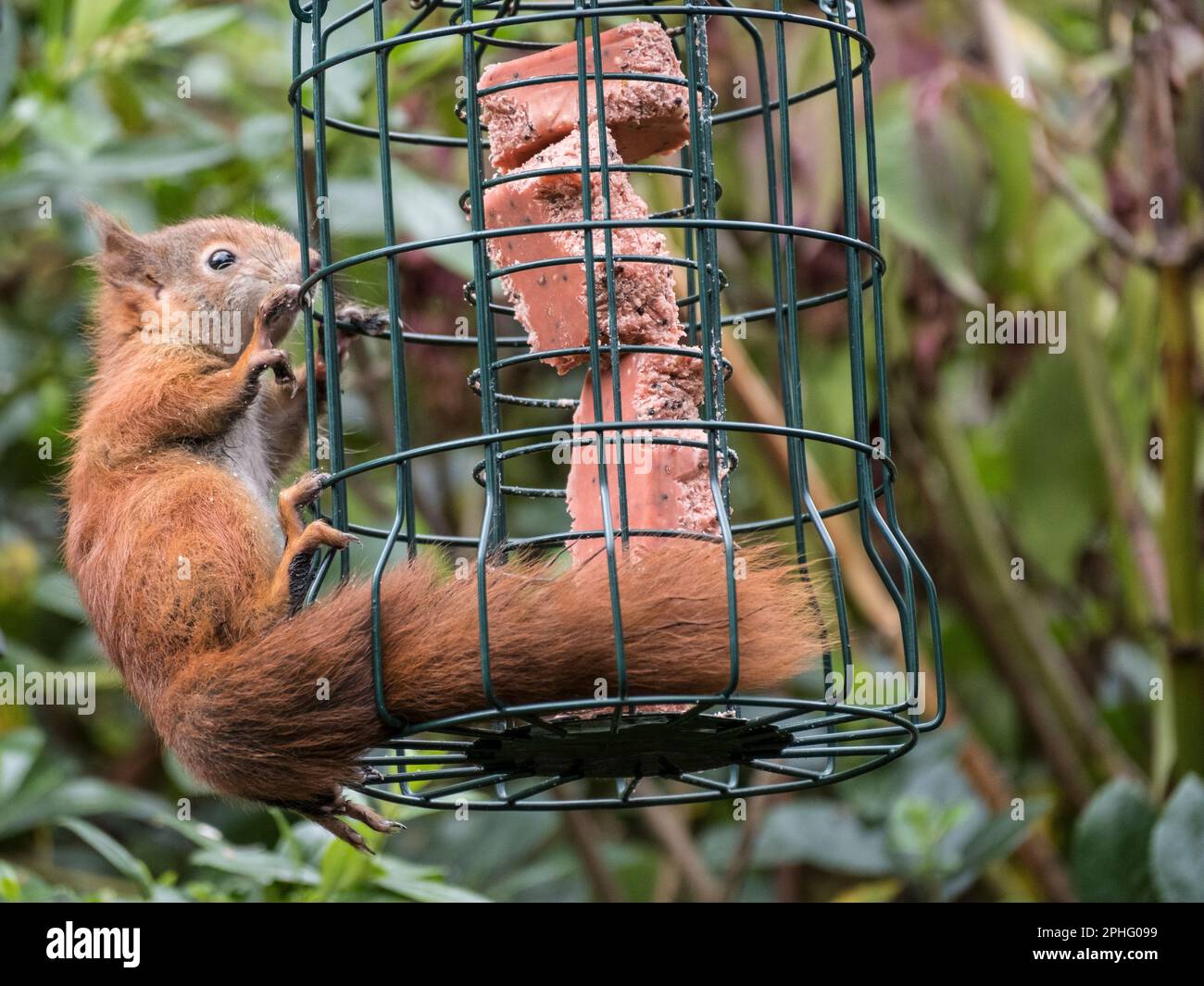 Ein wildes rotes Eichhörnchen (Sciurus vulgaris) auf einem viehhörnchensicheren Futter, das in einem Garten hängt. Benllech, Isle of Anglesey, Wales, Vereinigtes Königreich, Großbritannien Stockfoto