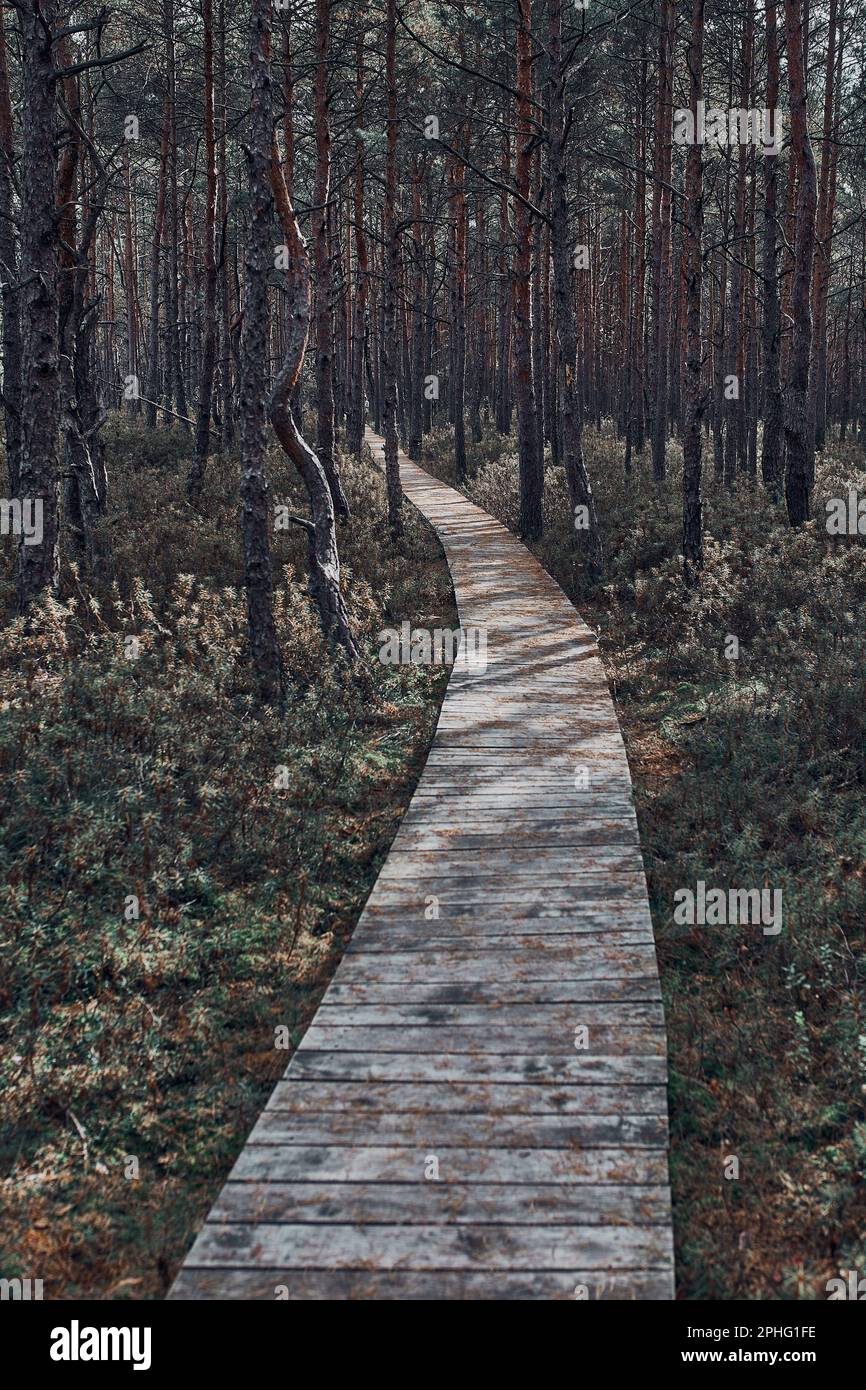 Holzweg, der durch den Sumpf und Wald in einem Naturpark führt. Herbstliche Waldlandschaft Stockfoto