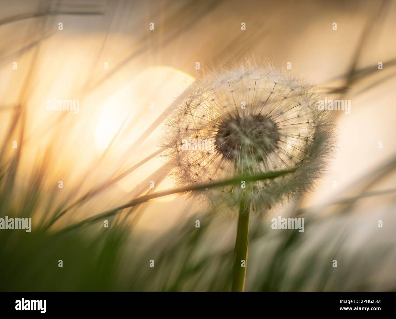 Löwenzahn in langem Gras, beleuchtet von der untergehenden Sonne, mit Nahaufnahmen der natürlichen Welt und Wildblumen Stockfoto