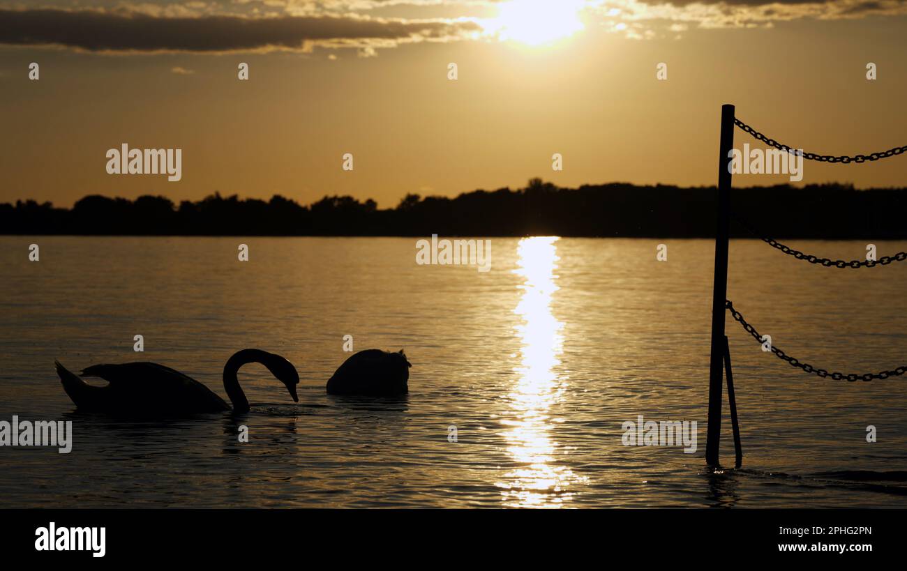 Silhouette eines Schwans mit Wasser, das im Sonnenuntergang vom Schnabel tropft, mit einem anderen im Hintergrund und Kettengeländer daneben Stockfoto