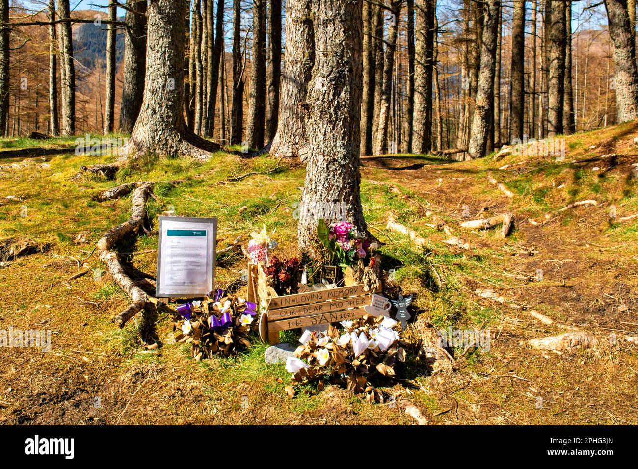 Glen Coe Highland Scotland Signal Rock Trail Unwanted Flower Memorial mit einer Nachricht vom National Trust für Schottland zur Entfernung aus dieser wilden Verseuchung Stockfoto