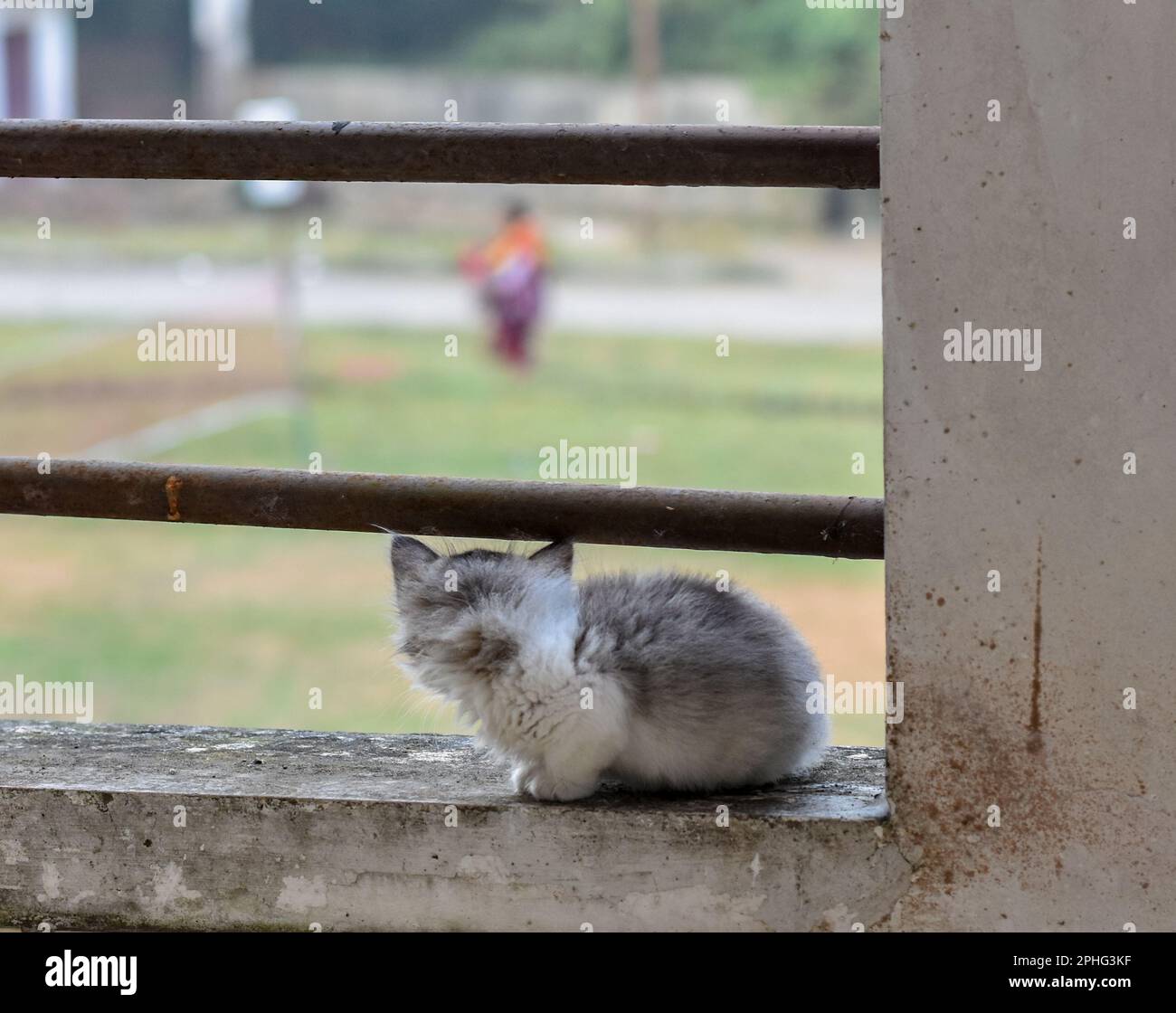 Ein kleines indisches Kätzchen, das auf dem Balkon sitzt und nach draußen schaut. Stockfoto