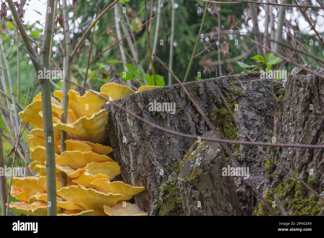 Ein Stumpf mit Moos und leuchtend gelben Pilzen auf einer Stumpfnaht. Stockfoto
