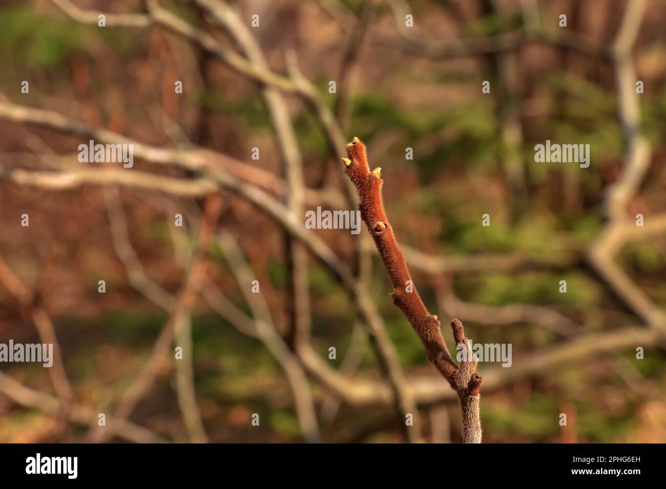 Zweige mit Knospen des Staghornsumpfs im Frühling im Garten. Stockfoto Zweige mit Knospen des Staghornsumpfs im Frühling im Garten. Stockfoto