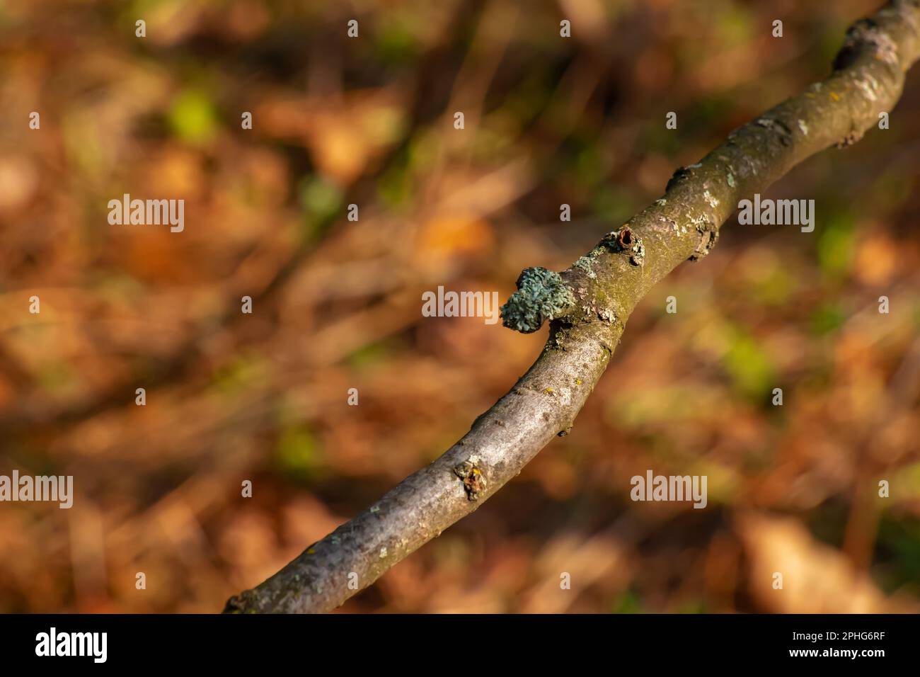 Stamm des Stachelhorns Sumac im Frühling im Garten. Die Konsistenz der Rinde des Sumacus. Stockfoto Stamm des Stachelhorns Sumac im Frühling im Garten. Die Konsistenz der Rinde des Sumacus. Stockfoto