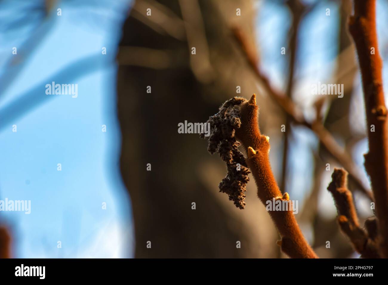Zweige mit Knospen des Staghornsumpfs im Frühling im Garten. Stockfoto Zweige mit Knospen des Staghornsumpfs im Frühling im Garten. Stockfoto