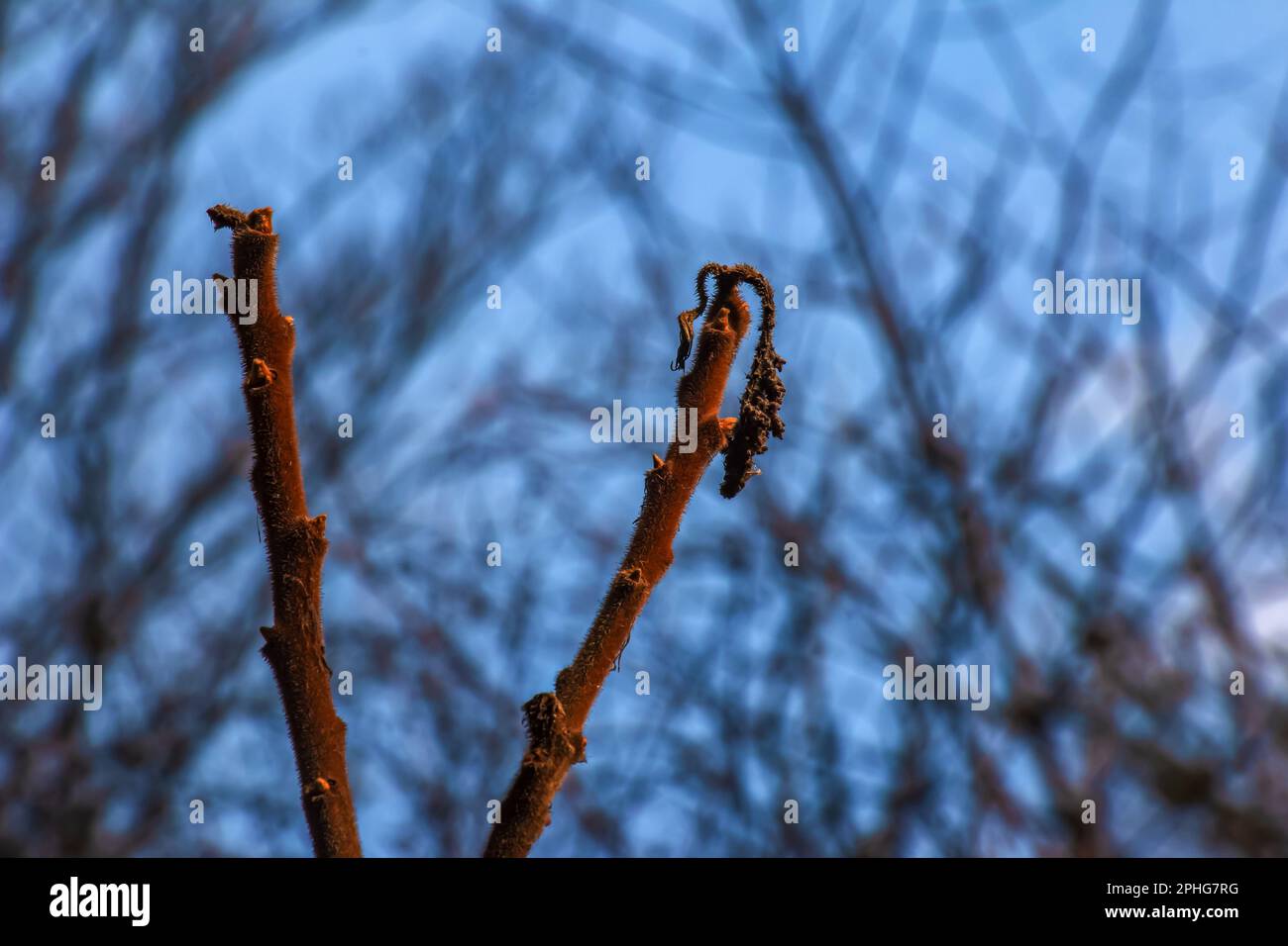Zweige mit Knospen des Staghornsumpfs im Frühling im Garten. Stockfoto Zweige mit Knospen des Staghornsumpfs im Frühling im Garten. Stockfoto