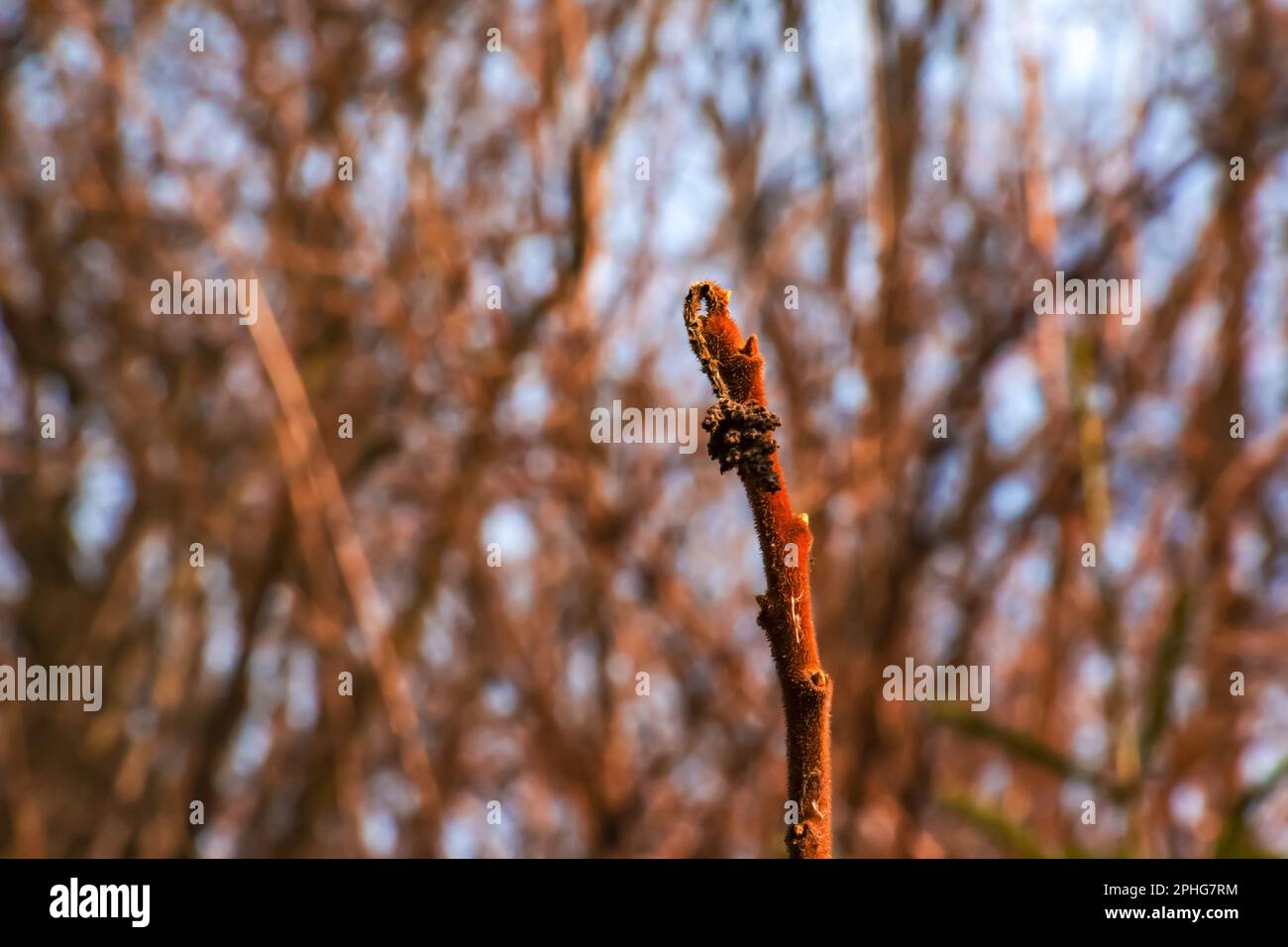 Zweige mit Knospen des Staghornsumpfs im Frühling im Garten. Stockfoto Zweige mit Knospen des Staghornsumpfs im Frühling im Garten. Stockfoto