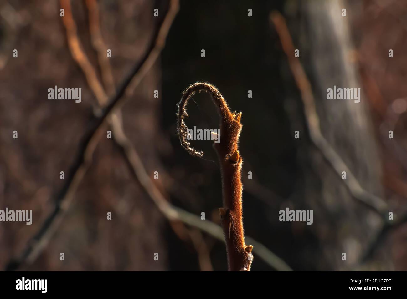 Zweige mit Knospen des Staghornsumpfs im Frühling im Garten. Stockfoto Zweige mit Knospen des Staghornsumpfs im Frühling im Garten. Stockfoto