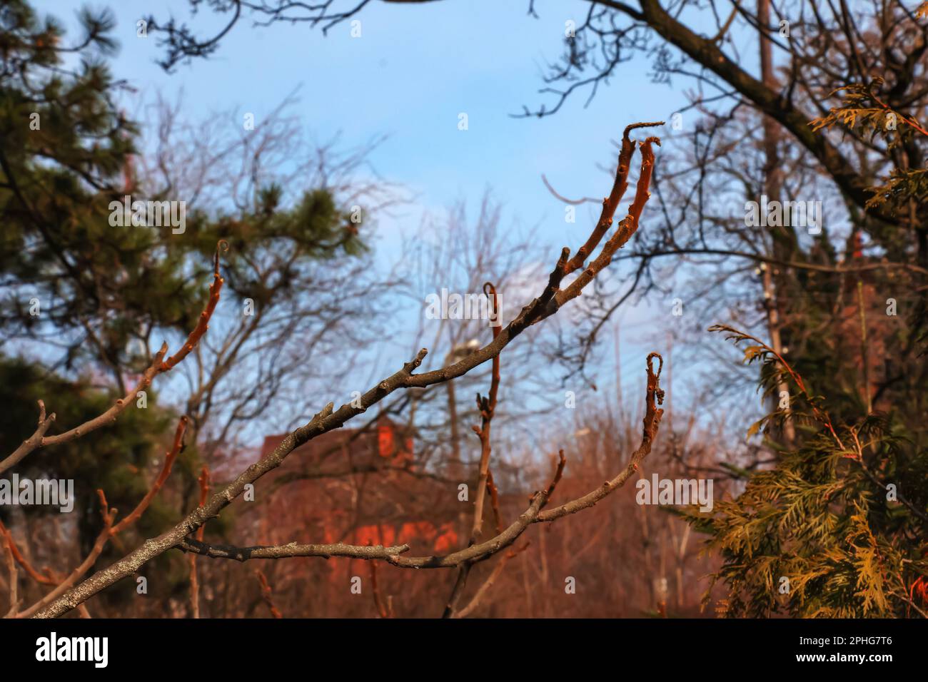 Zweige mit Knospen des Staghornsumpfs im Frühling im Garten. Stockfoto Zweige mit Knospen des Staghornsumpfs im Frühling im Garten. Stockfoto
