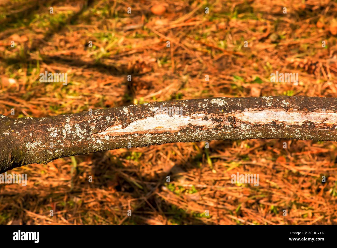 Stamm des Stachelhorns Sumac im Frühling im Garten. Die Konsistenz der Rinde des Sumacus. Stockfoto Stamm des Stachelhorns Sumac im Frühling im Garten. Die Konsistenz der Rinde des Sumacus. Stockfoto