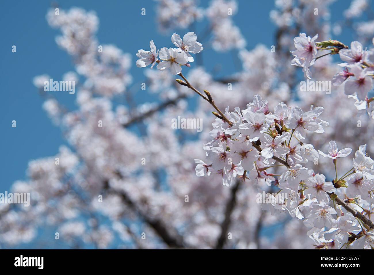 Osaka, Japan. 28. März 2023. Kirschblüten blühen am Dienstag, den 28. März 2023, im Schloss Osaka in Osaka, Japan. Foto: Keizo Mori/UPI Credit: UPI/Alamy Live News Stockfoto