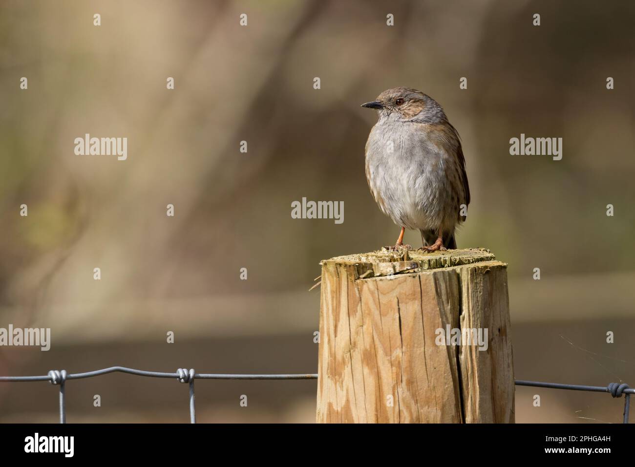 Dunnock Prunella modularis, grauer Kopf und graue Unterteile Flanken und dünner Schirm auf Holzpfosten mit weichem Hintergrund Kopienfeder Stockfoto