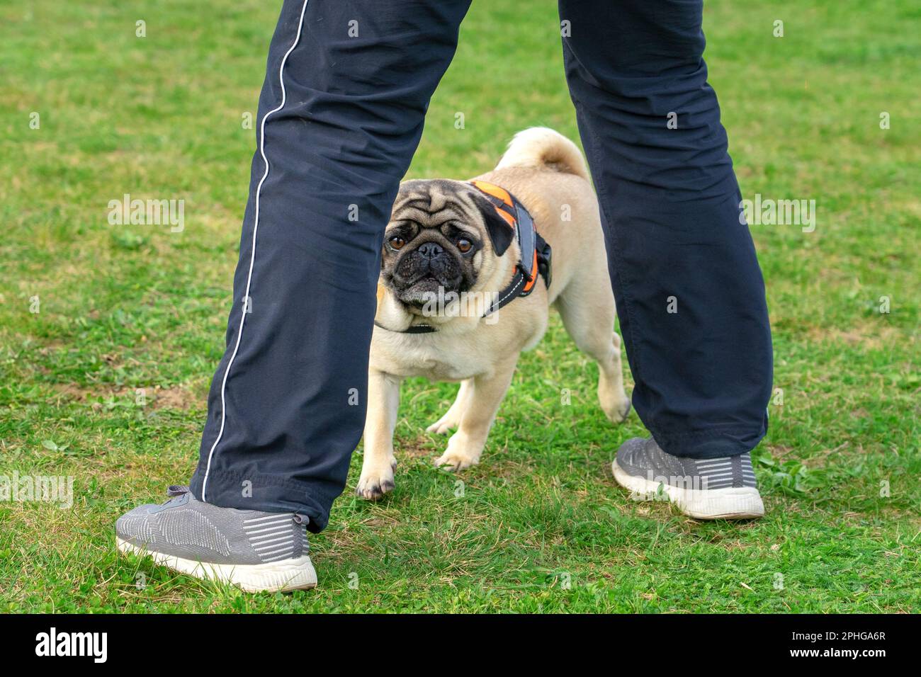 Eine Trainerin, die einem Mopppug-Hund zeigt, was er in einer Hundeschule tun soll. Stockfoto