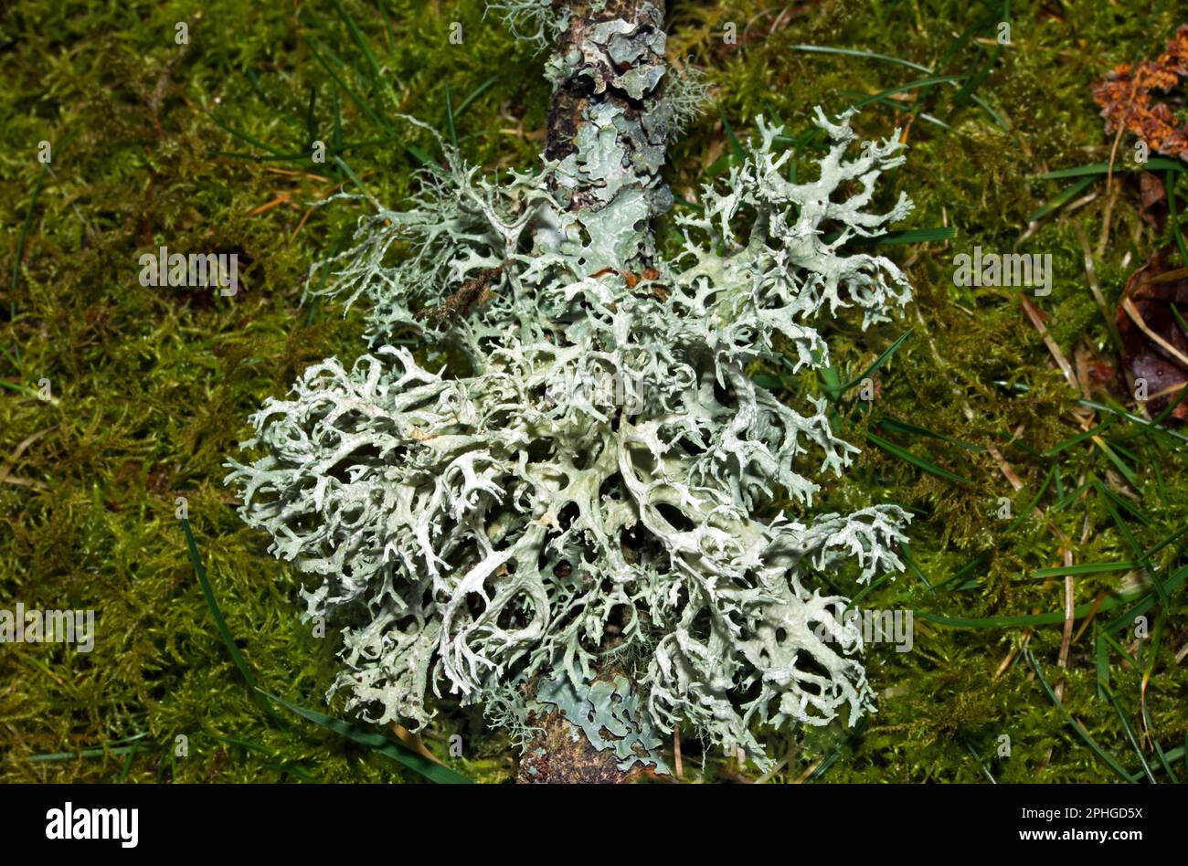 Evernia prunastri (Eichenmoos) wächst hauptsächlich auf Eichen. Sie tritt in bergigen, gemäßigten Wäldern der nördlichen Hemisphäre auf. Stockfoto