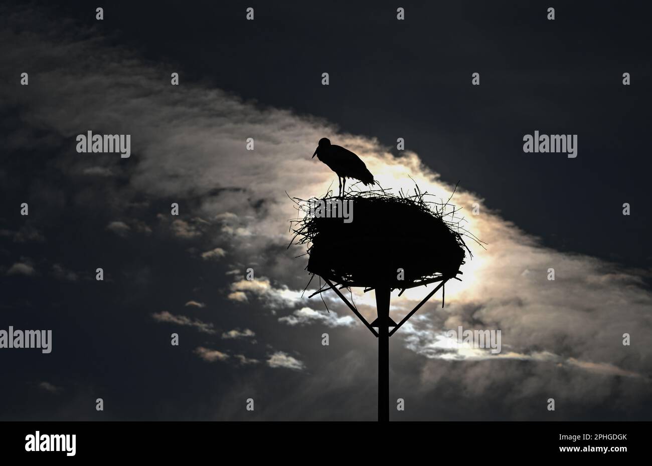 Bensheim, Deutschland. 28. März 2023. Ein Storch steht in seinem Nest gegen das Licht im Bezirk Auerbach. Zahlreiche Störche haben sich in der Stadt an der Bergstraße in Hessen niedergelassen. Kredit: Arne Dedert/dpa/Alamy Live News Stockfoto