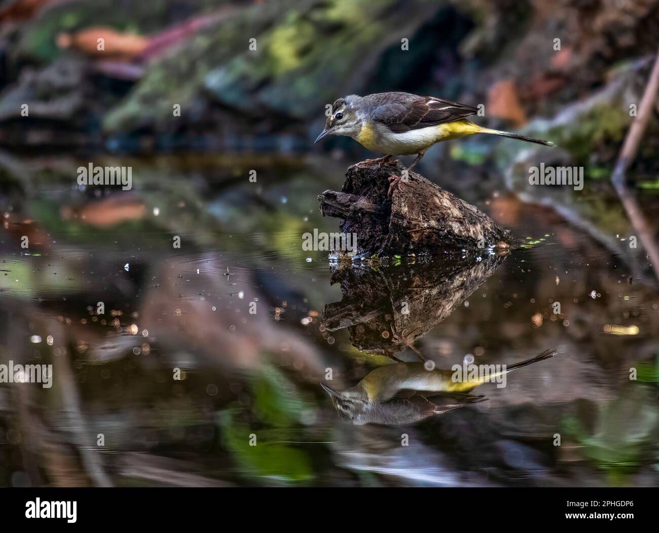 REFLEXION Stockfoto