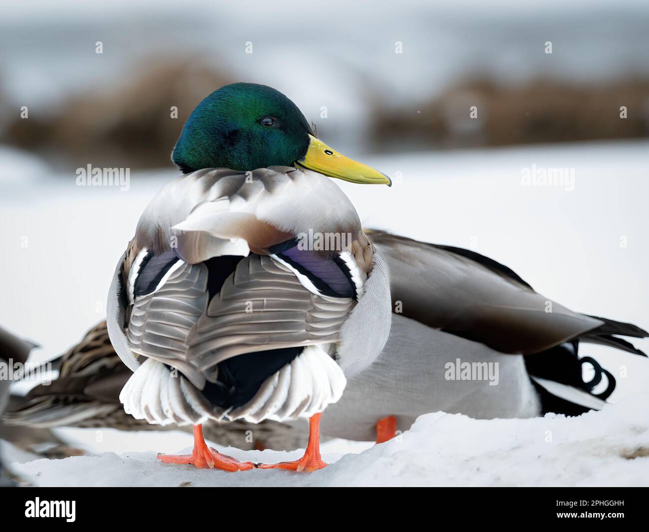 Männliche Stockente (Anas platyrhynchos), die auf Schnee vor anderen Stockenten steht, Details von Rücken und Flügelfedern Stockfoto