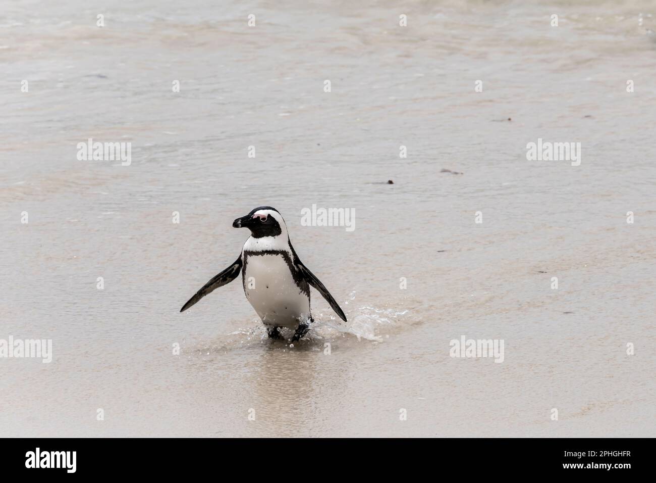 pinguine, die am Ufer am Boulders Beach aus dem Meer wandern, im hellen Sommerlicht aufgenommen, Kapstadt, Westkap, Südafrika Stockfoto