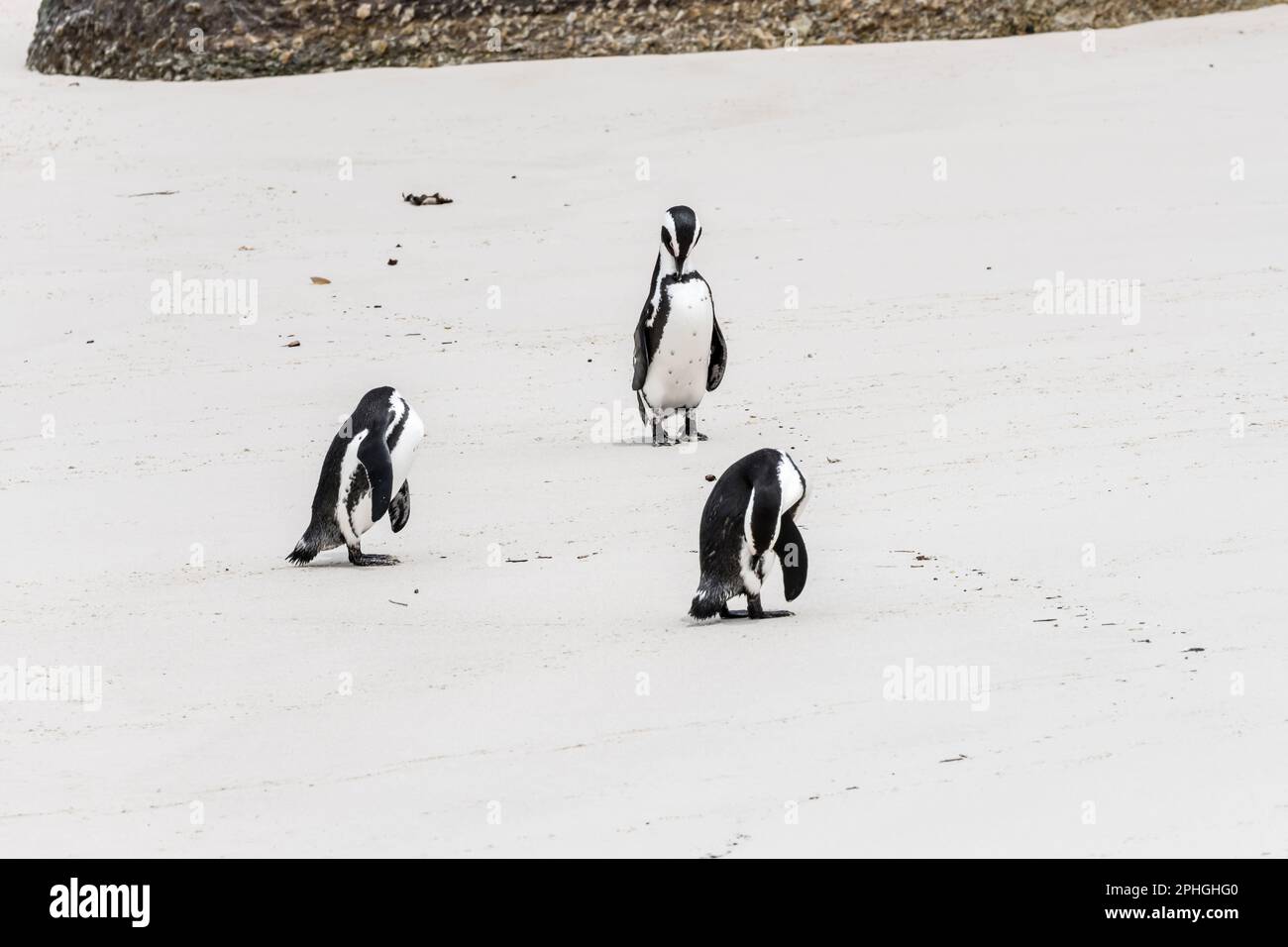 Malerische kopflose Pinguine auf Sand am Boulders Beach, aufgenommen im hellen Sommerlicht, Kapstadt, Westkap, Südafrika Stockfoto