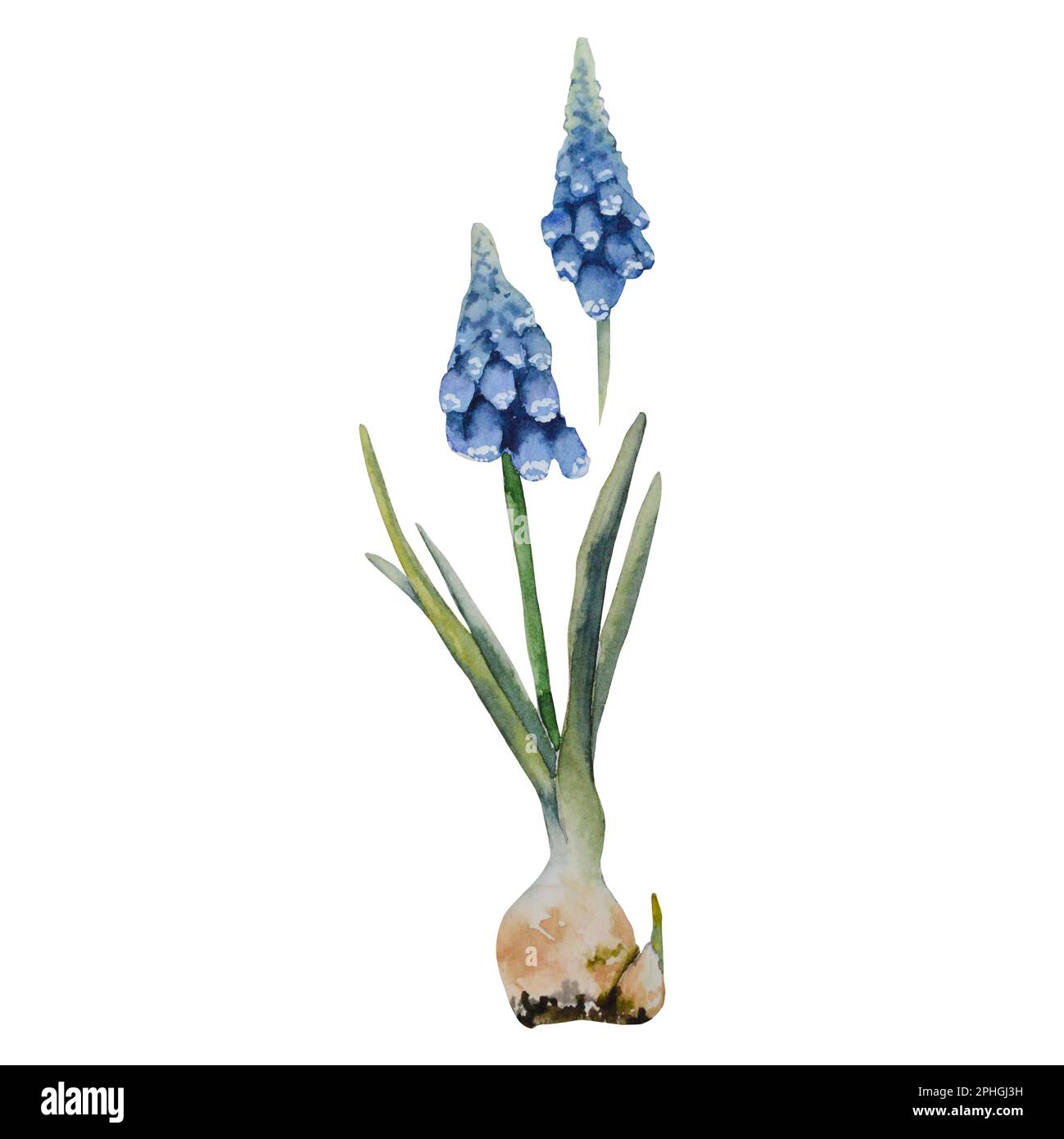 Muscari, Frühlingsblumen, Blüten, Rot. Handgezeichnete Aquarellzeichnung, isoliert auf weißem Hintergrund handgemalte botanische Abbildung für Karten Stockfoto