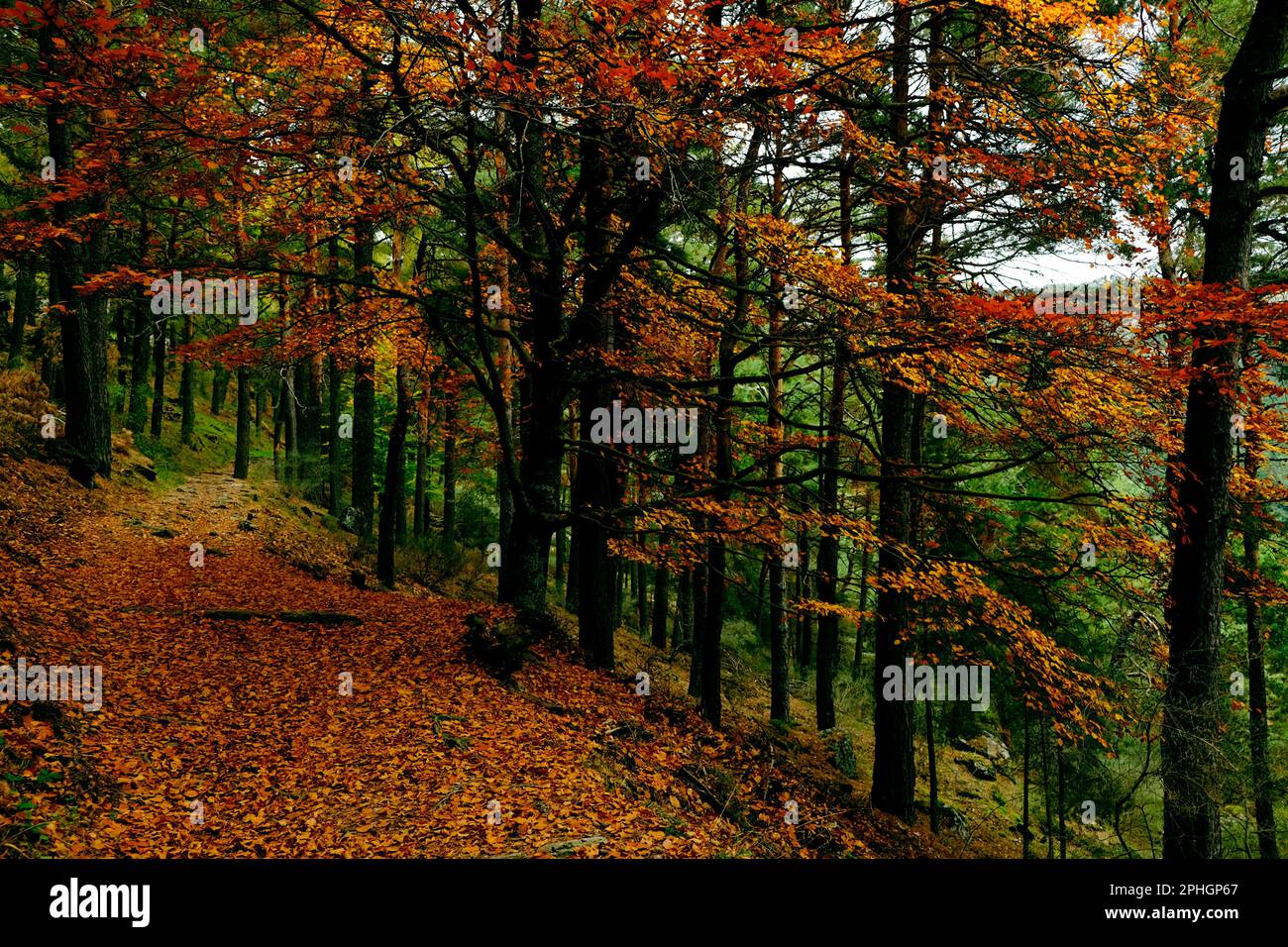 Buchenwald namens Hayedo Escondido del Monte Abantos, versteckter Buchenwald des Mount Abantos. San Lorenzo de El Escorial, Madrid. Stockfoto