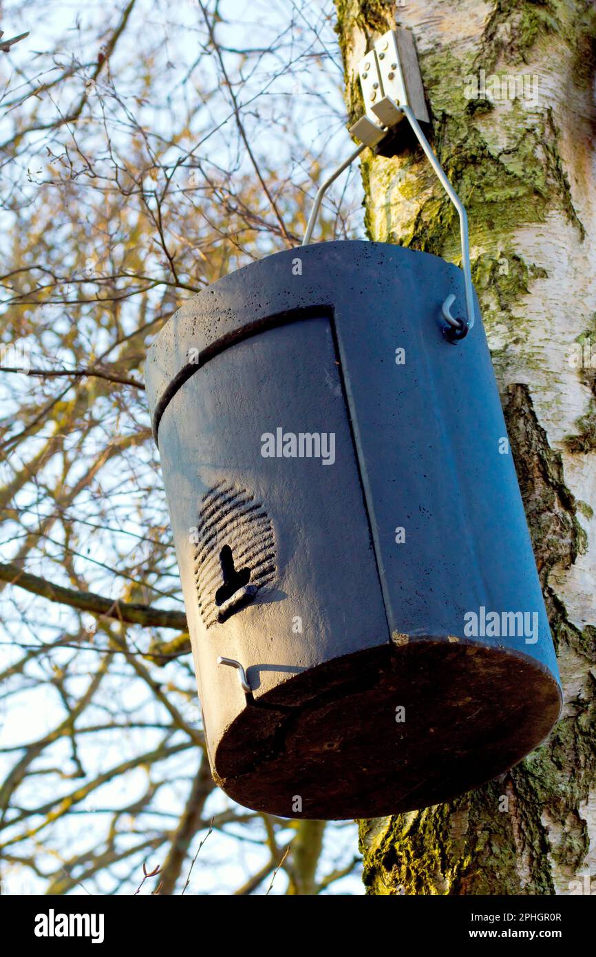 Nahaufnahme einer Fledermausbox, die von einer silbernen Birke in einer Waldlandschaft hängt. Stockfoto
