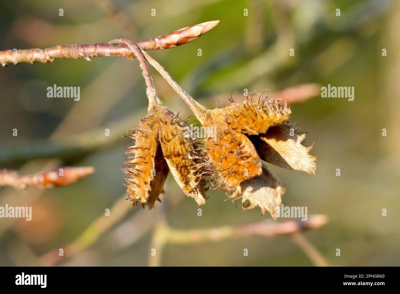Buche (fagus sylvatica), Nahaufnahme von zwei leeren Buchendarmhüllen, die im folgenden Frühjahr noch am Baum hängen. Stockfoto