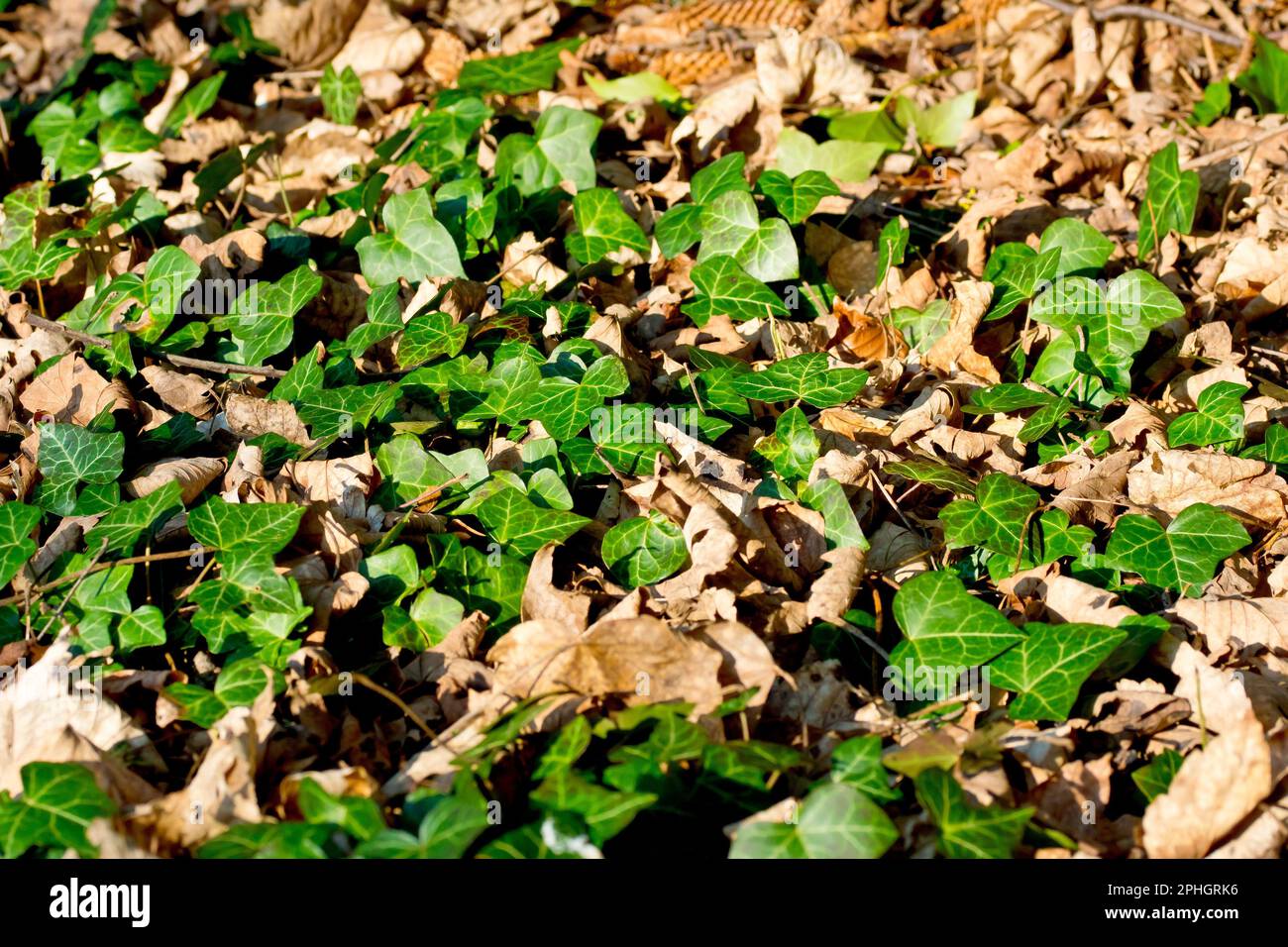 Ivy (hedera Helix), Nahaufnahme der Blätter des Kletterstrauchs, der durch den Laubstreu auf einem Waldboden in der Frühlingssonne wächst. Stockfoto