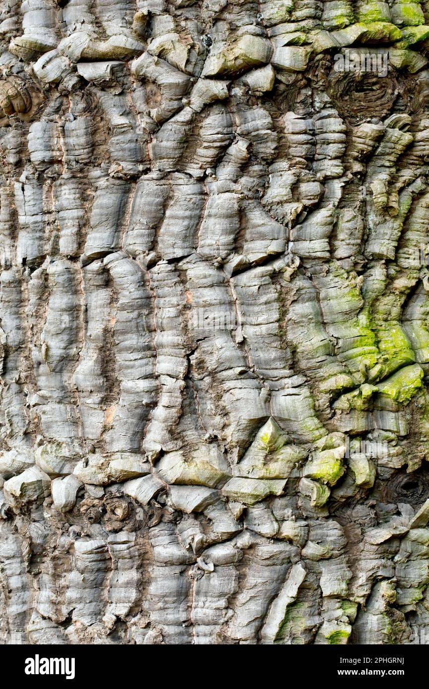 Affenpuzzle oder Chilenische Kiefer (araucaria araucana), Nahaufnahme der rauen und schuppenartigen Textur der eingeführten, aber gemeinen Baumrinde. Stockfoto