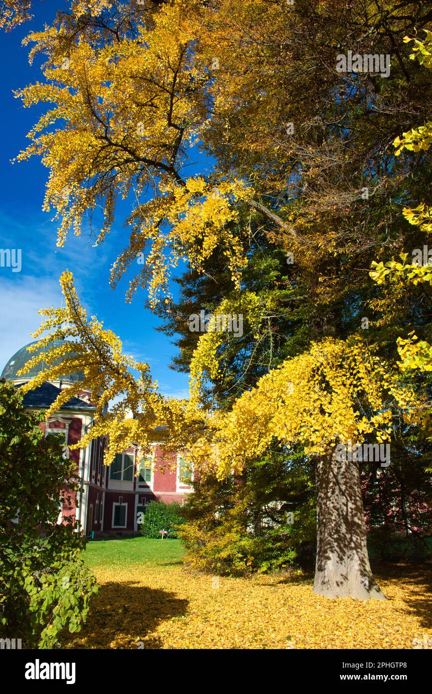 Ginkgo-Biloba-Baum im Herbst unter blauem Himmel. Tschechische Republik. Stockfoto