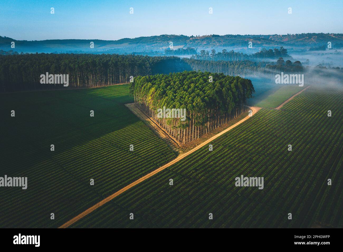 Ein Luftblick auf eine malerische Landschaft mit Nebel und Bäumen, mit einer weitläufigen Landschaft, die von oben nach unten sichtbar ist Stockfoto