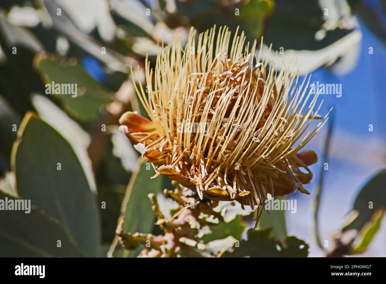 Trockener Blütenkopf des Clanwilliam Sugarbush Protea glabra 12663 Stockfoto