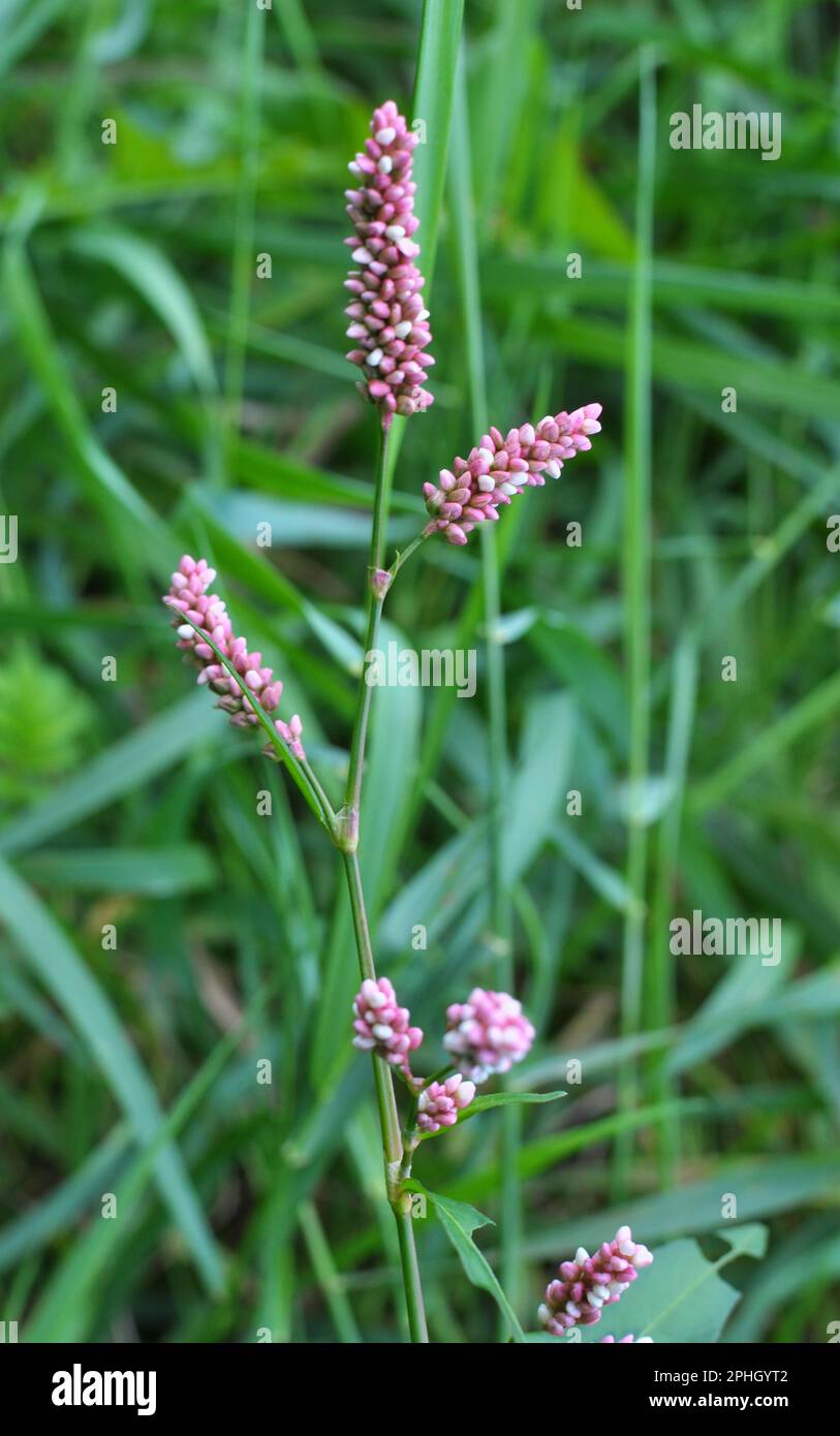 Persicaria maculosa wächst in freier Wildbahn Stockfoto