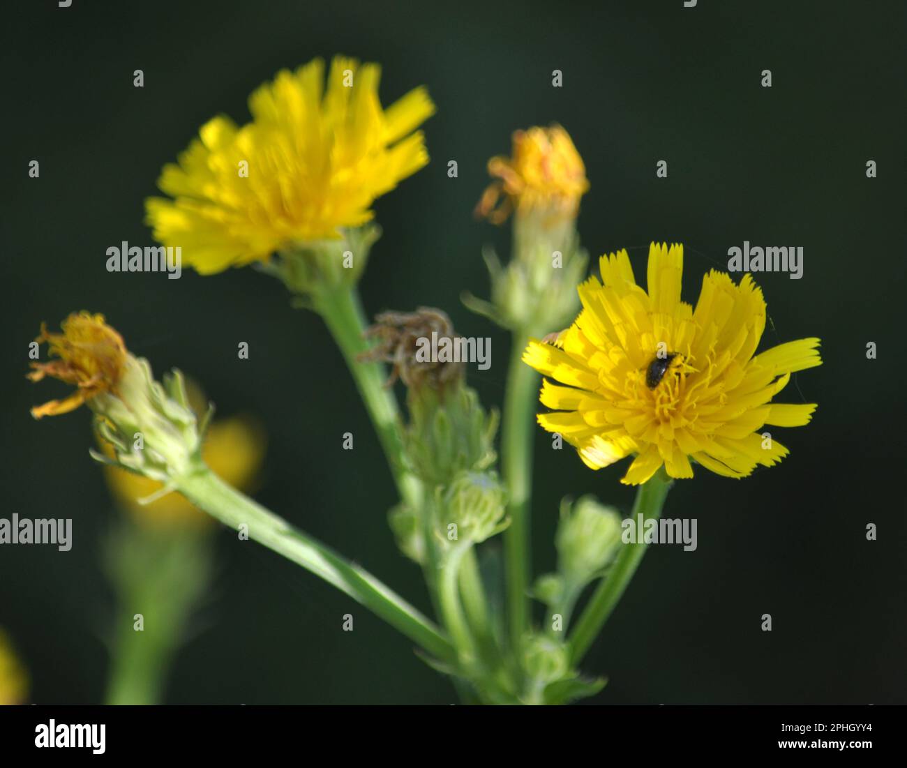 In der Natur wachsen unter den Pflanzen Gelbfelddistel (Sonchus arvensis). Stockfoto