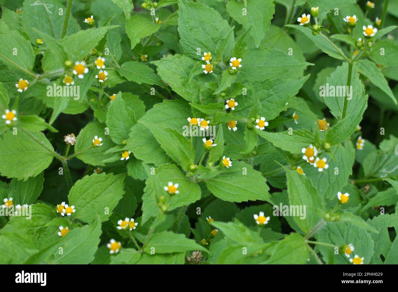 Eine der Unkrautspezies blüht auf dem Feld - Galinsoga parviflora Stockfoto