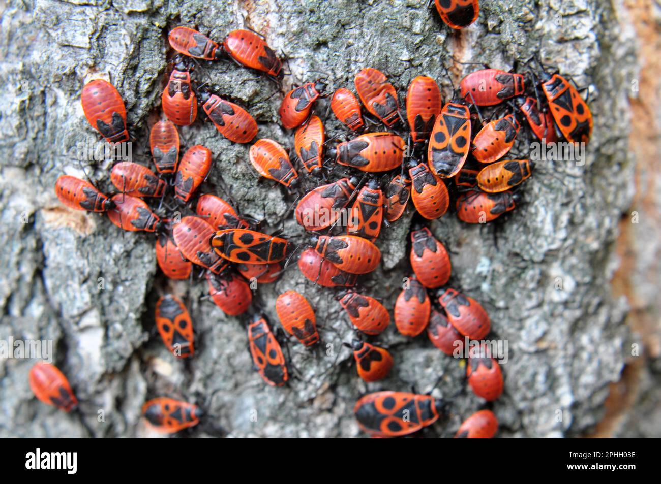 Kolonie von Pyrrhocoris apterus-Käfern in freier Wildbahn auf einem Baumstamm Stockfoto