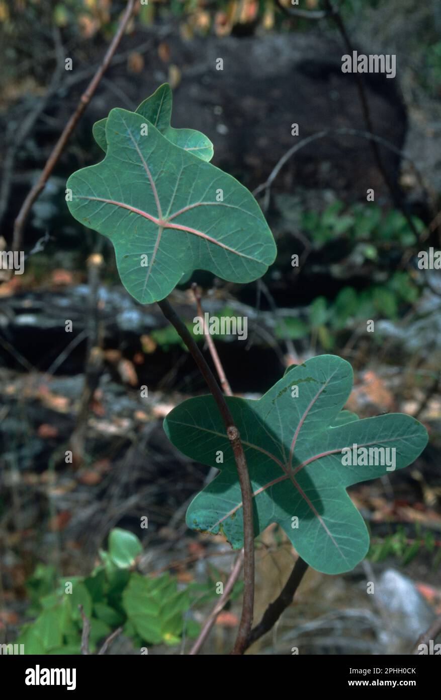 Manihot peltata (Euphorbiaceae), ein wilder Verwandter von Maniok (Maniok) in Cerrado (bewaldete Savanne) im nördlichen Bundesstaat Goias, Brasilien. Der Cerrado ist ein Hotspot für die biologische Vielfalt. Stockfoto
