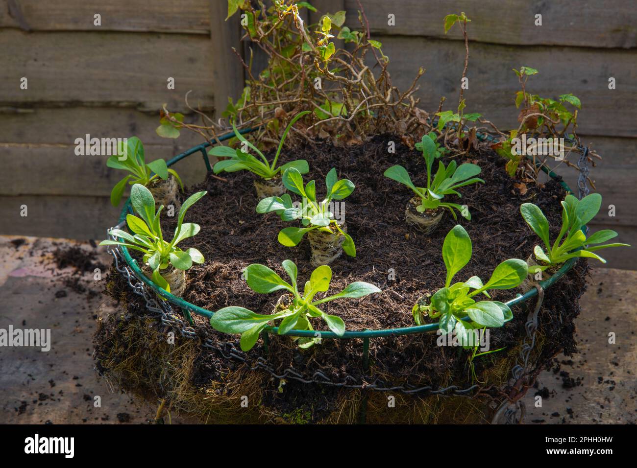 Positionierung von Petuniaköpfen vor dem Anpflanzen Stockfoto