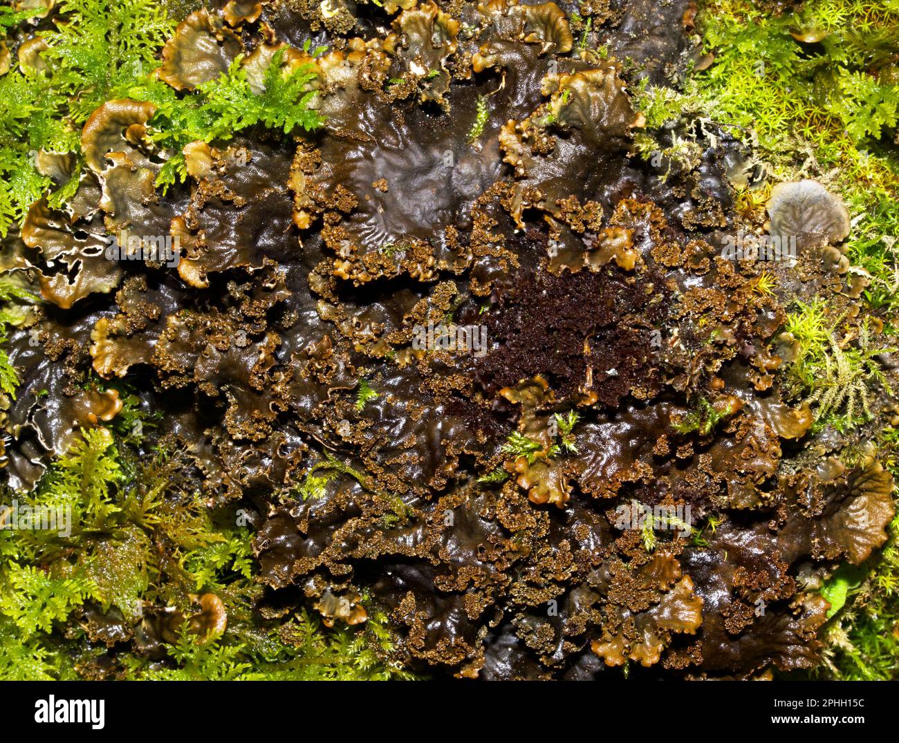 Peltigera praetextata (schuppige Hundefelmflechten) findet sich oft über Moos oder auf Baumrinde. Sie ist in allen gemäßigten und borealen Ökosystemen üblich. Stockfoto