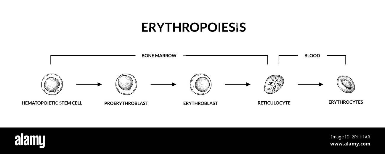Entwicklung der roten Blutkörperchen. Erythropoese. Wissenschaftlich-mikrobiologische Vektordarstellung im Skizzenstil Stock Vektor